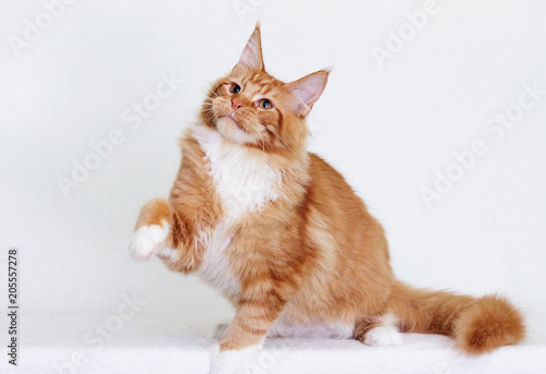 cat maine coon on white background