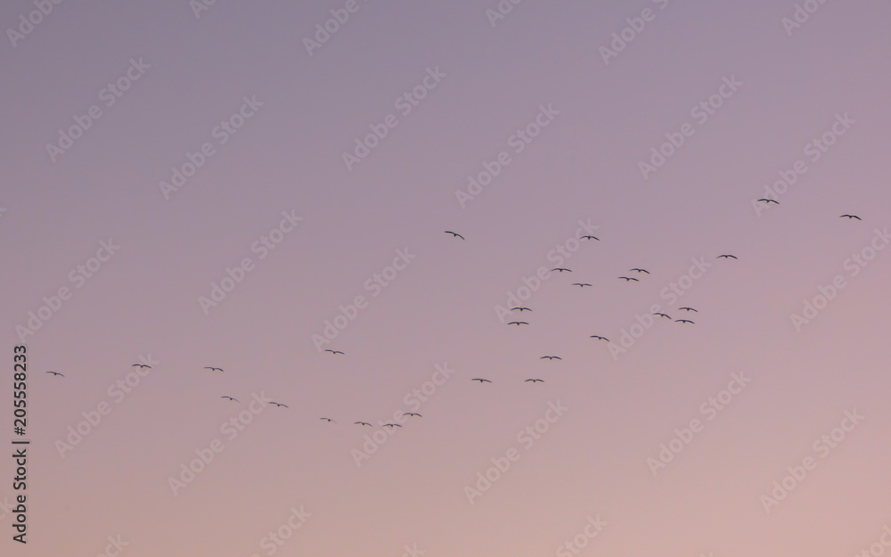 Birds in flight over purple sunset sky Birds in flight over purple sunset sky