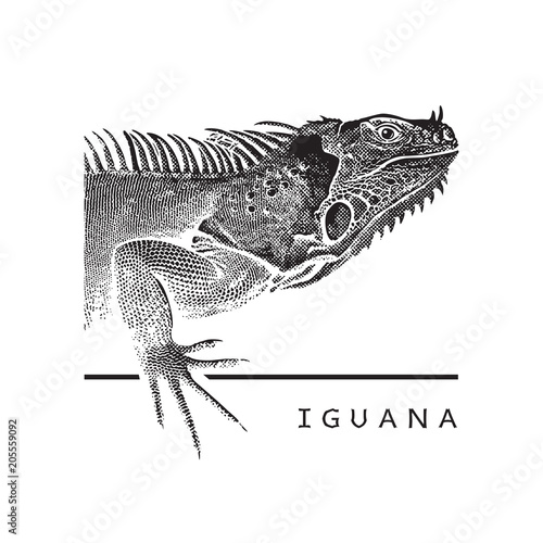 Vector graphic image of iguana.
Black and white illustration of large herbivorous lizard, logotype, clip art in engraving style, design element for logo or template.