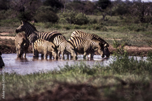Plains Zebra  Equus burchellii    Kruger National Park  mpumalanga  south africa  