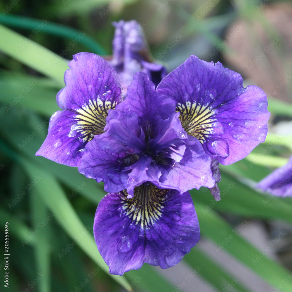 Obraz premium Flower of a species of iris. Place dwelling field, swamp. Close-up, on a blurred background of leaves.