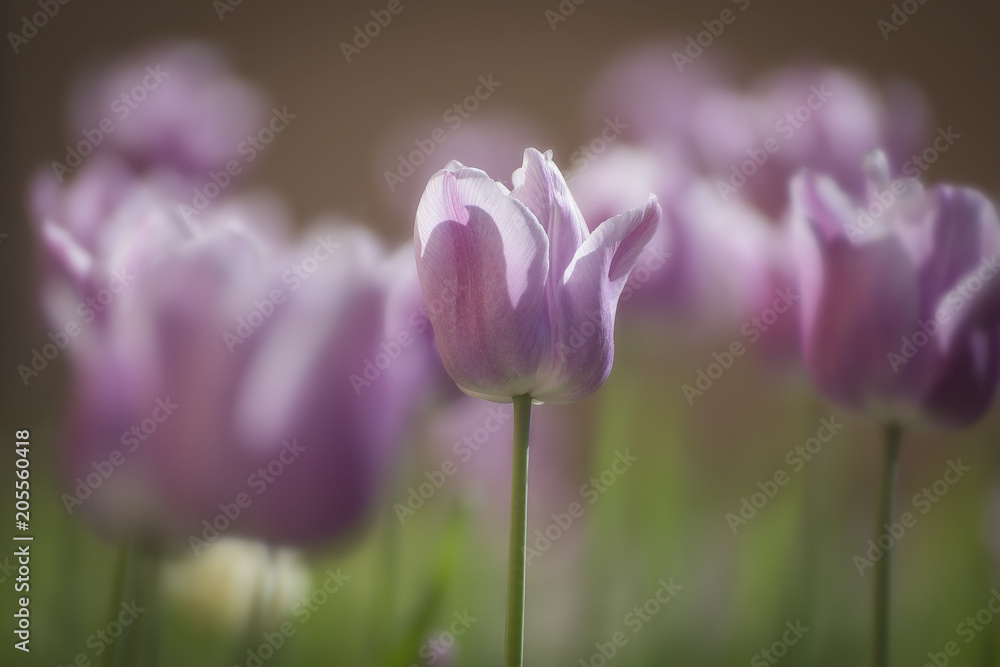 Colorful tulips in the park. Spring landscape. Colorful tulips in the park. Spring landscape.