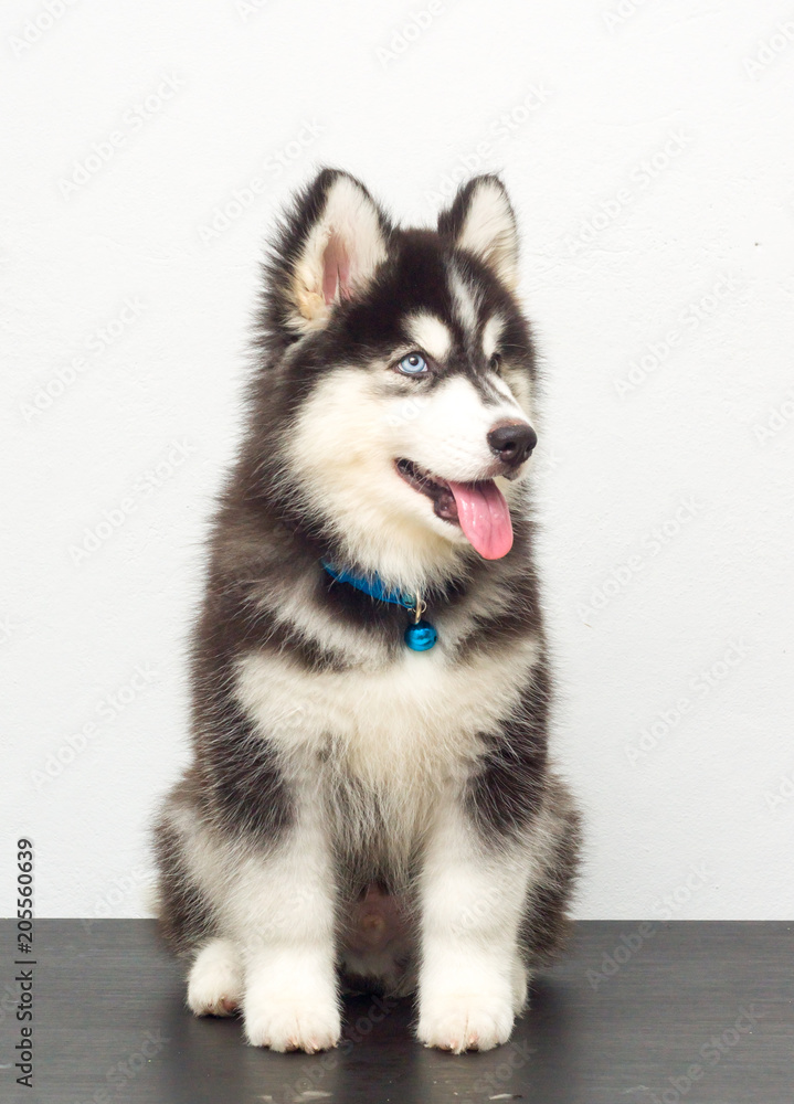 Obraz premium cutel black siberian husky wooly coat puppy