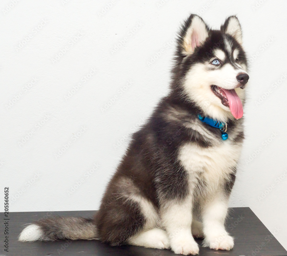 cutel black siberian husky wooly coat puppy cutel black siberian husky wooly coat puppy