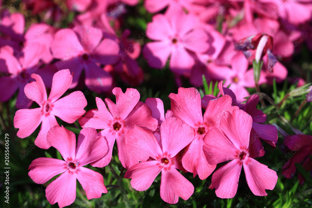 Polsterphlox Britney evergreen ground cover pink flowers Polsterphlox Britney evergreen ground cover pink flowers