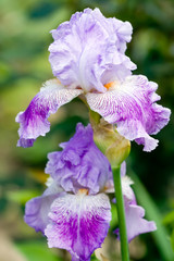 Papier peint photo Iris Iris violets épanouis au jardin  © sunselle