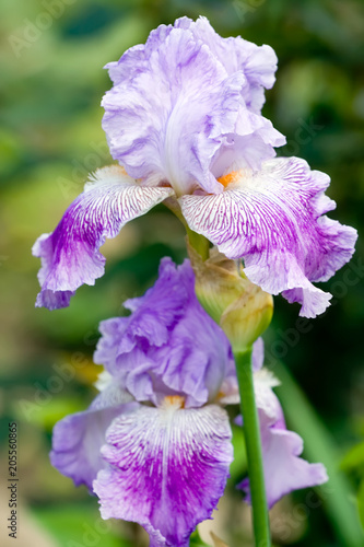 Violet iris flowers in the garden