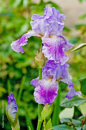 Violet iris flowers in the garden