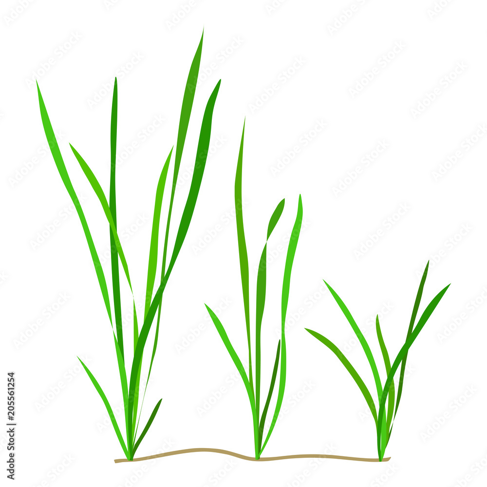 Vallisneria. Seaweed isolated on white background. Vector illustration. Vallisneria. Seaweed isolated on white background. Vector illustration.