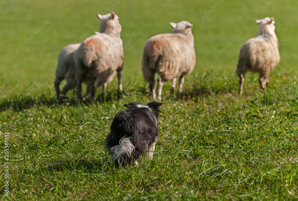 Stock Dog Moves Group of Sheep (Ovis aries) Out Into Field Stock Dog Moves Group of Sheep (Ovis aries) Out Into Field