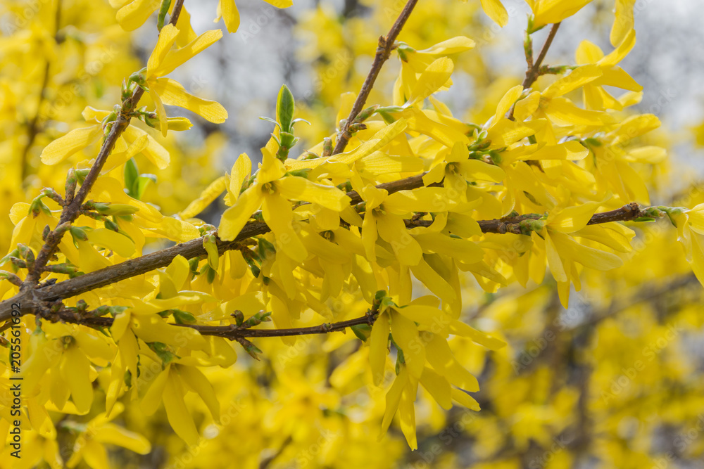 Yellow blossoms. Tree is blooming. Spring tree flowers. Yellow blossoms. Tree is blooming. Spring tree flowers.