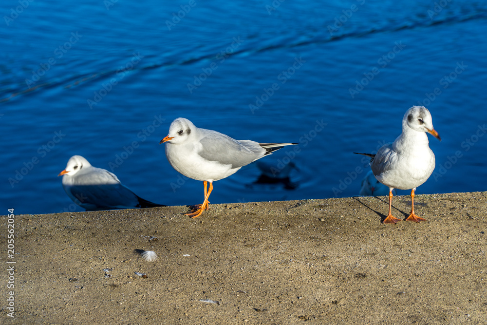Seagull Seagull