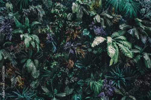 Obraz Piękny charakter tło pionowe ogród z tropikalny zielony liść