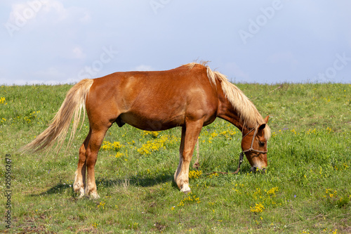 Beautiful brown horse grazing in a meadow