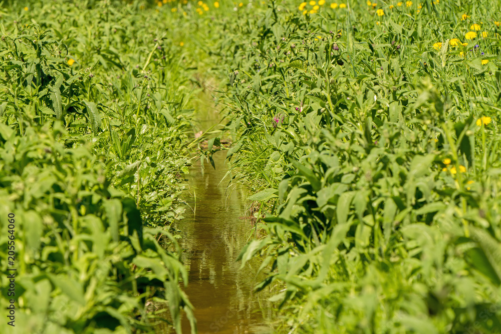 a small creek flows in green grass a small creek flows in green grass