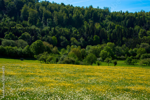 Blumenwiese im Franche Comté