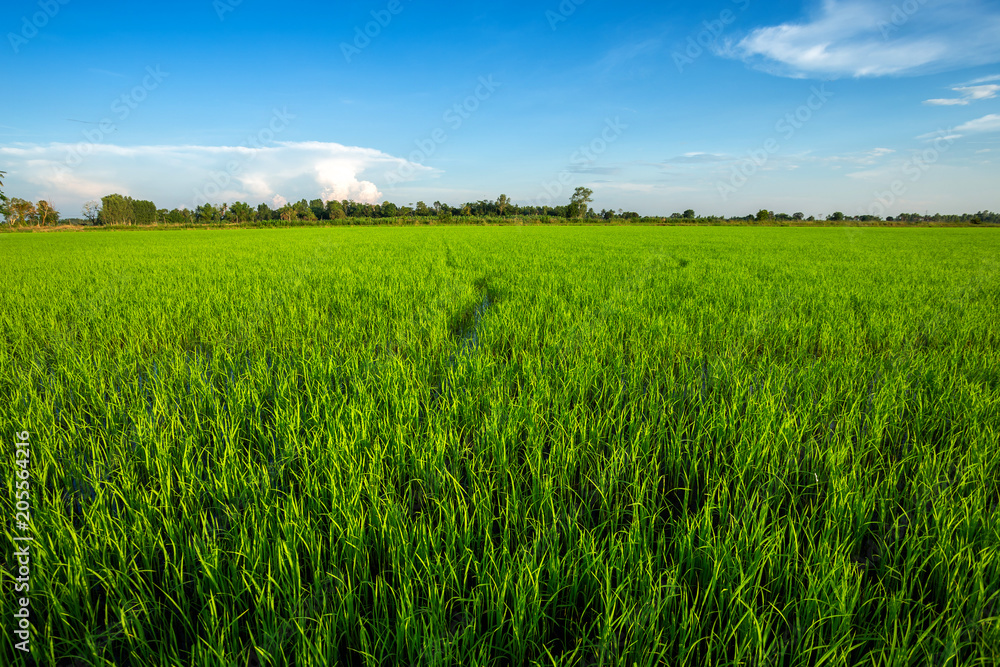 Beautiful green cornfield with sunset sky background. Beautiful green cornfield with sunset sky background.