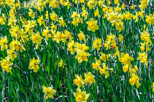 Daffodil flowers in a garden