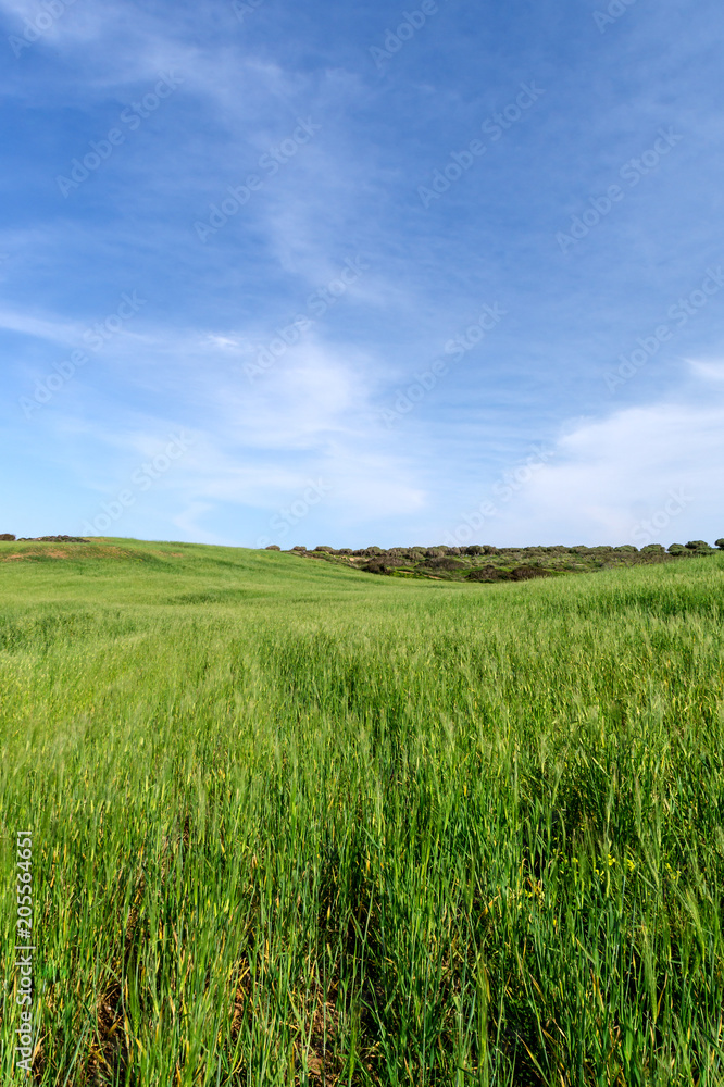 Green field Green field