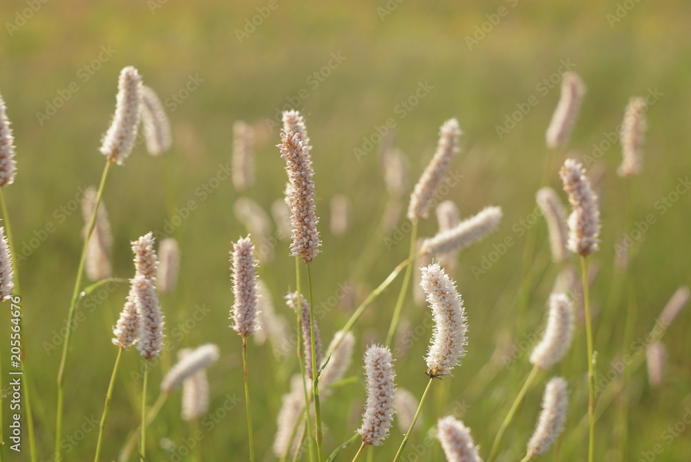 beautiful grass seed beautiful grass seed