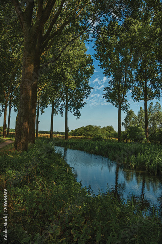 Fototapeta Naklejka Na Ścianę i Meble -  Creek in the woods next to cultivated fields at the late afternoon light in the village of Damme. A quiet and charming countryside old village near Bruges. Northwestern Belgium.