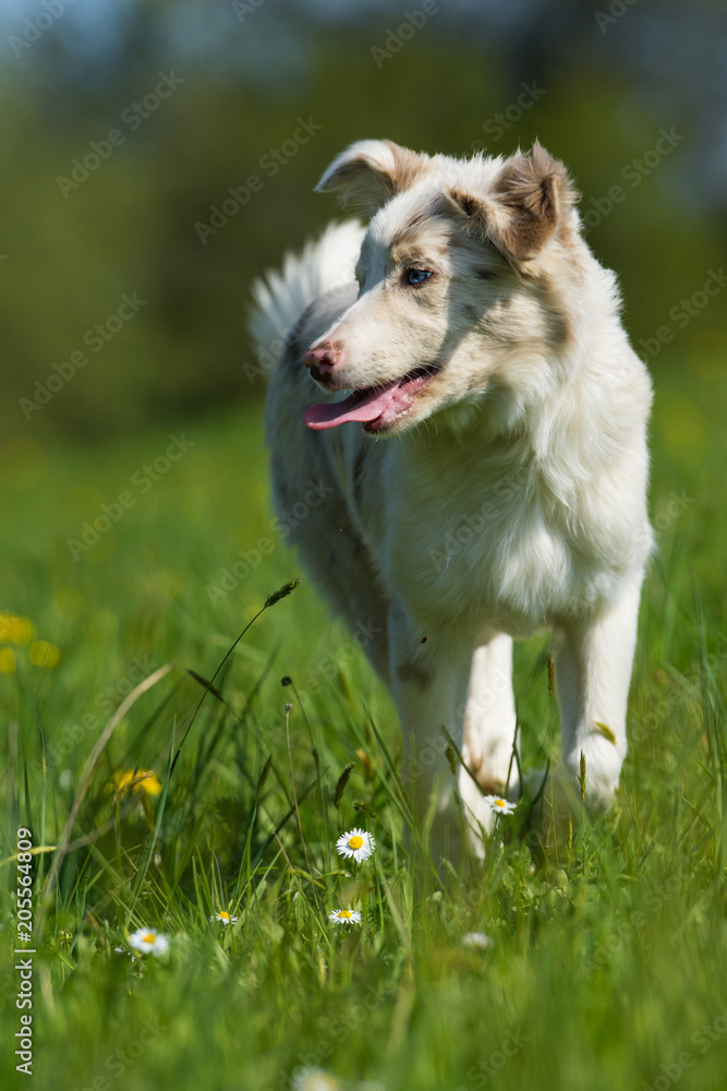 Border collie puppy running in a meadow