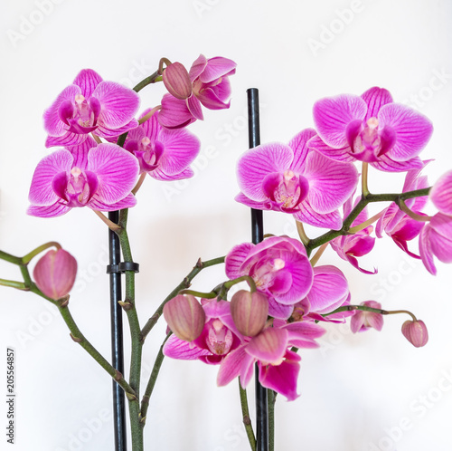 Viele Orchideen auf weiss