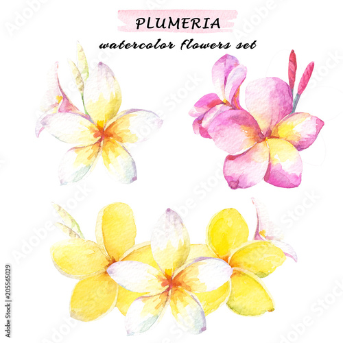 Floral composition set of plumeria flowers. Watercolor illustration with white, yellow and pink plumeria. Isolated on white background.