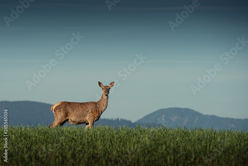 beautiful deer or doe in sunrise light on meadow, hunting theme, and wildlife scene, capreolus 