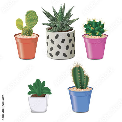 Several types of cactus