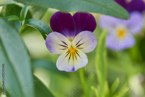 Johnny Jump up Viola tricolor Three Faces in a Hood close-up on natural background in its natural habitat with green out of focus background photo