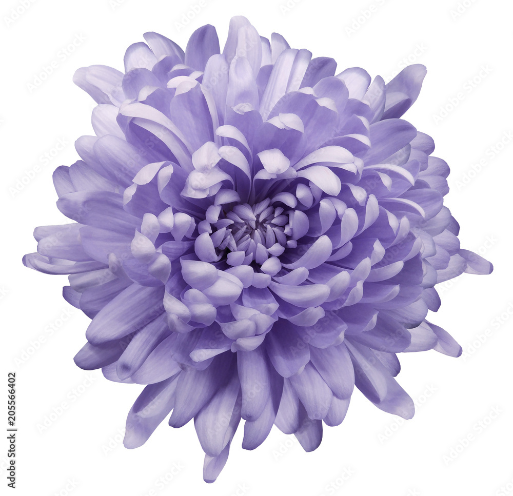 Light  violet chrysanthemum.  Flower  on a white isolated background with clipping path. Close-up. no shadows.  Nature.