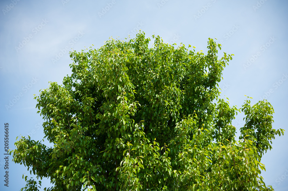 Summer tree Summer tree