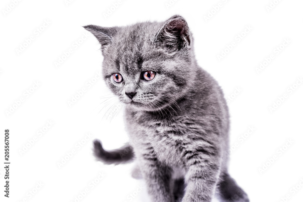gray Scottish Straight kitten. funny playful cat kitten isolated on white background. cute pet