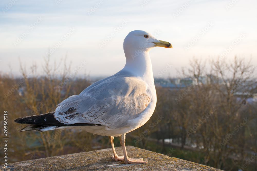 seagull walking on the parapet seagull walking on the parapet