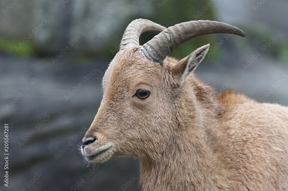 Barbary sheep, Ammotragus lervia, photo was taken in Africa