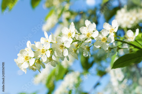 Beautiful wild flowers in the forest spring