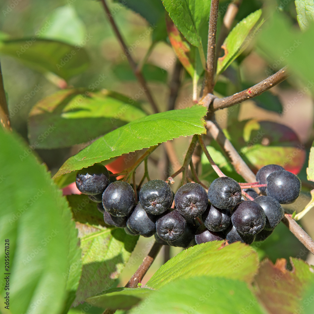 Aroniabeeren, Apfelbeeren, Aronia melanocarpa Aroniabeeren, Apfelbeeren, Aronia melanocarpa