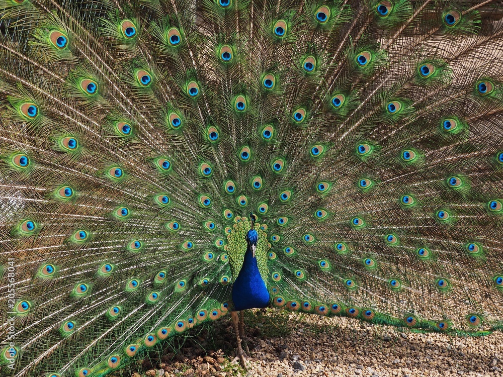 Obraz premium Radschlagender Pfau