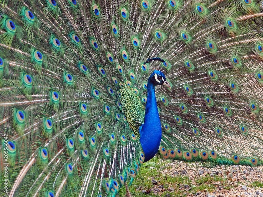 Obraz premium Radschlagender Pfau