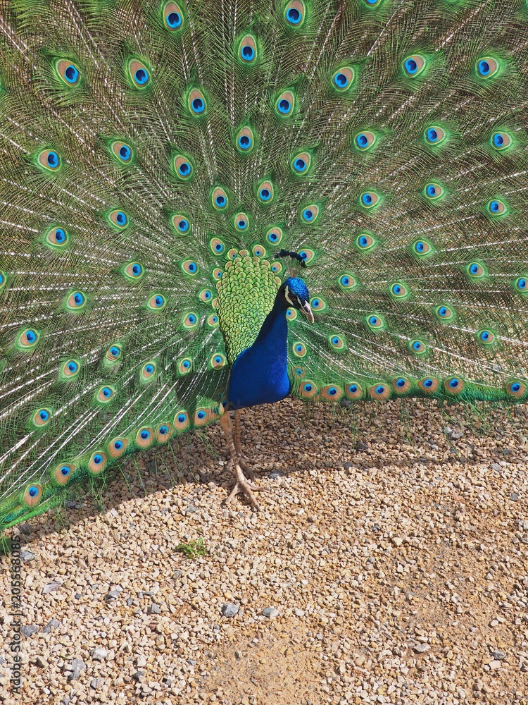 Fototapeta premium Radschlagender Pfau