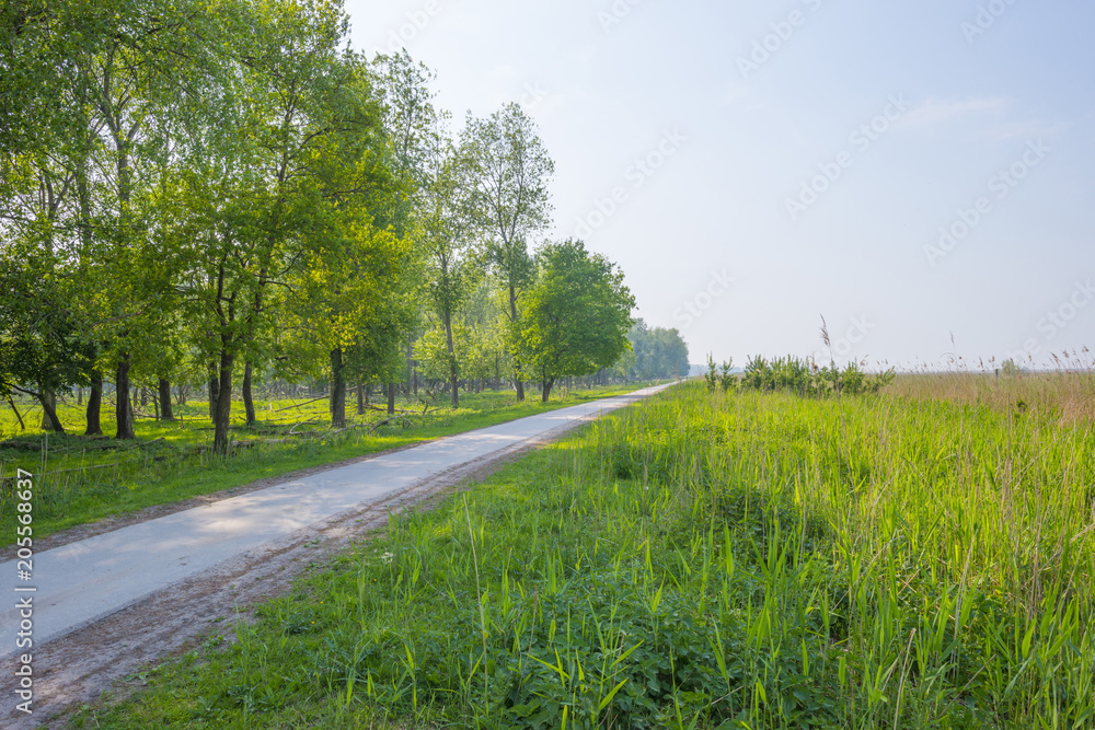 Fototapeta premium Trees and wild flowers in a field in sunlight in spring