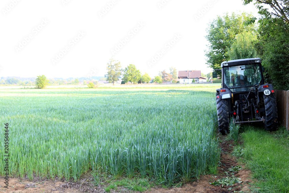 Fototapeta premium Traktor von hinten am Feld