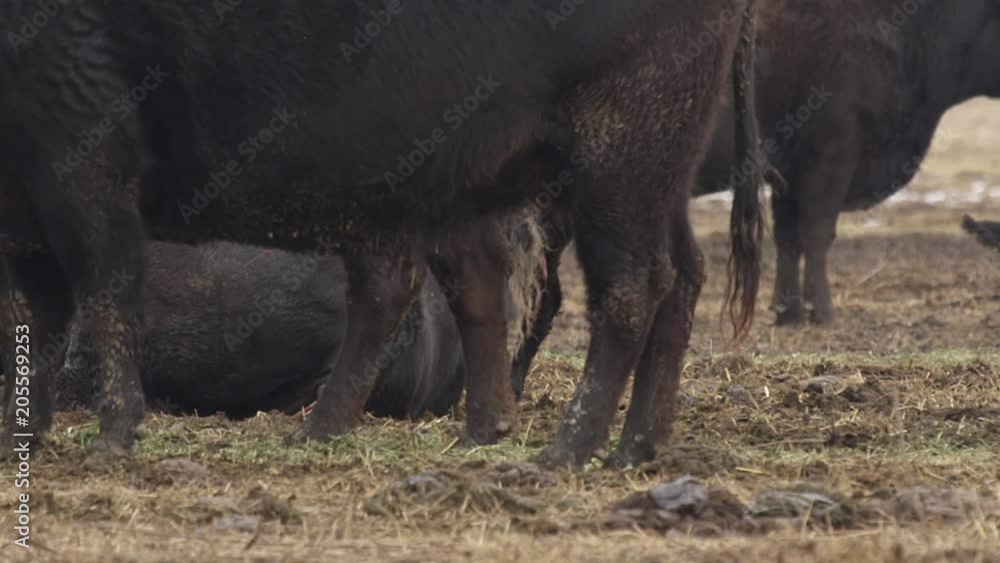 Looking through legs of cows at newborn calf stumbling Looking through legs of cows at newborn calf stumbling