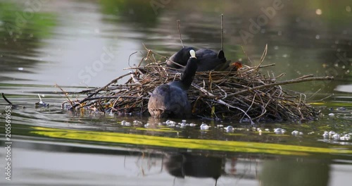 Pair of Coot birds with newly hatched nestlings in a nest on water surface during a spring nesting period photo