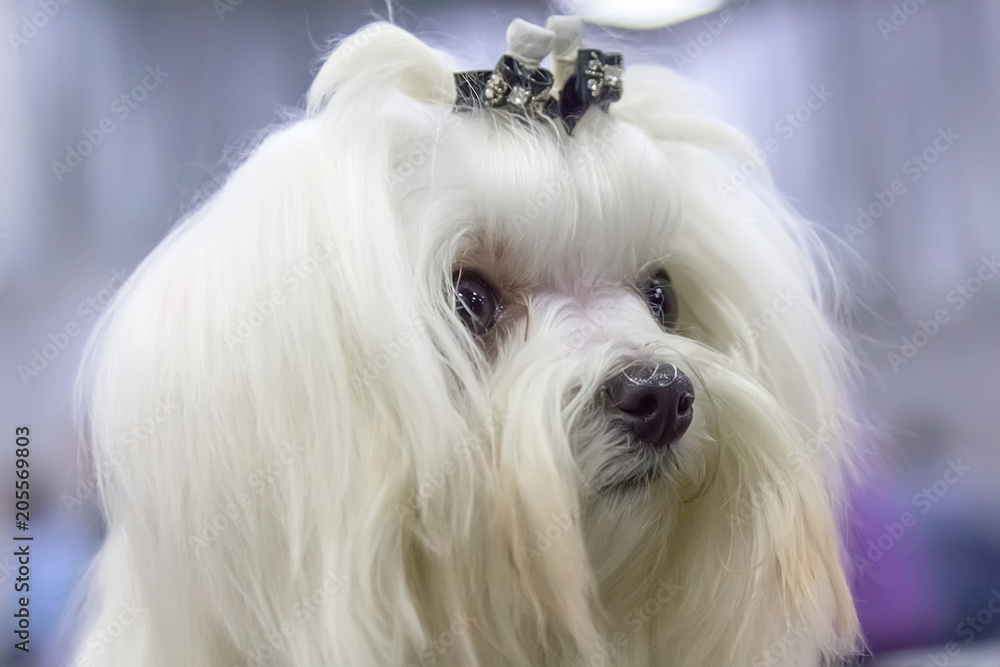 Portrait of a beautiful white Bichon dog. Portrait of a beautiful white Bichon dog.