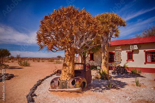 Quiver tree growin out old car