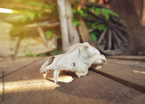 Fototapeta Naklejka Na Ścianę i Meble -  Skull of an animal