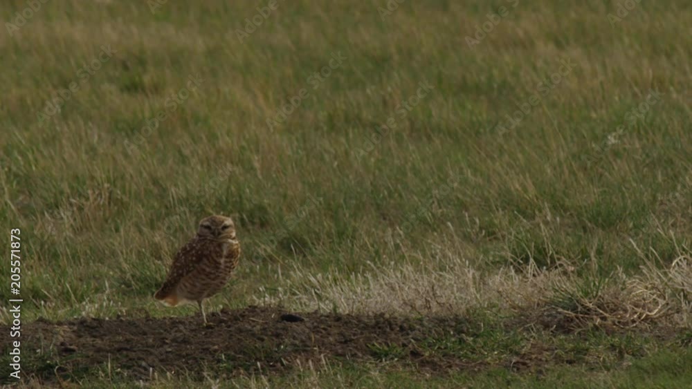 Burrowing Owl perched on one leg on burrow Burrowing Owl perched on one leg on burrow