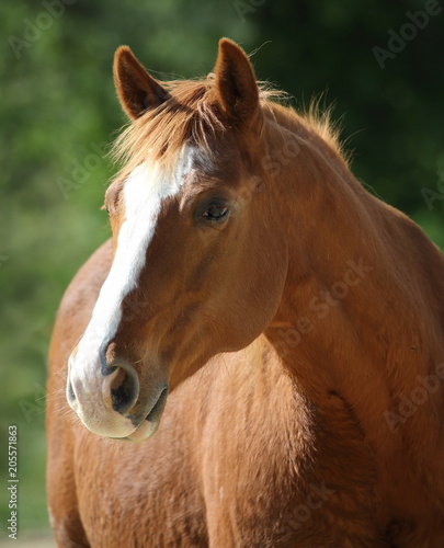 American Quarterhorse Portrait